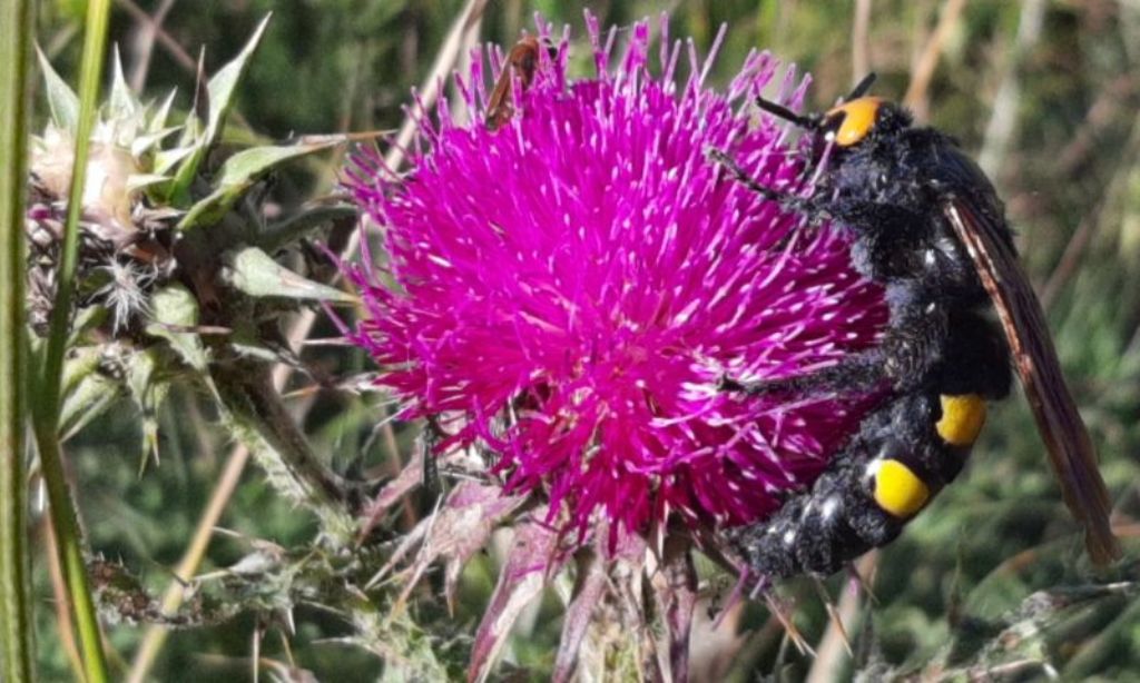Scoliidae: femmina di Megascolia maculata flavifrons